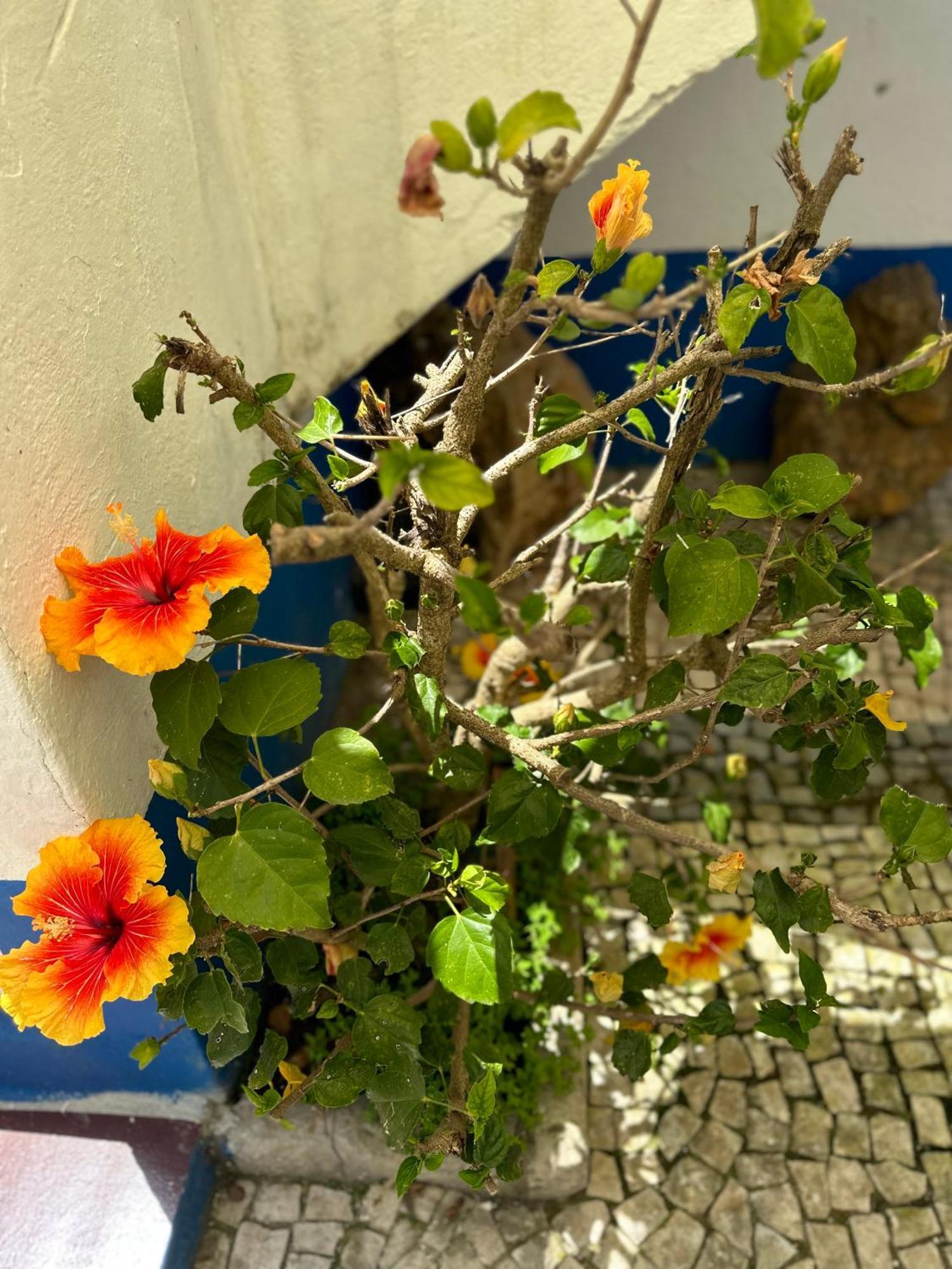 Casa Do Poco Bed & Breakfast โอบิดอส ภายนอก รูปภาพ